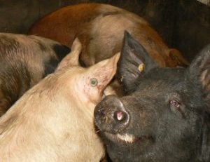 De happy Livar klooster varkens Livar varkens